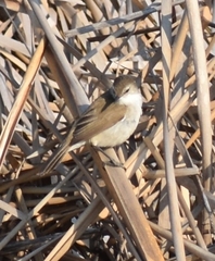 Acrocephalus gracilirostris
