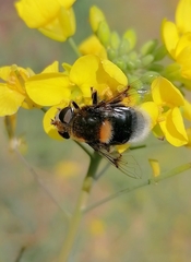 Eristalis intricaria