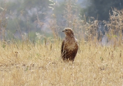 Buteo rufinus