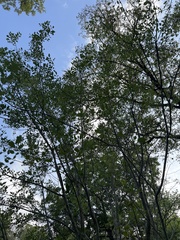 Fraxinus berlandieriana
