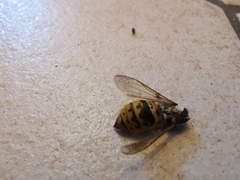 Vespula germanica