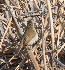 Acrocephalus gracilirostris
