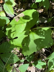 Sanguinaria canadensis