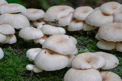 Pleurotus