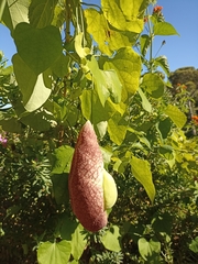 Aristolochia littoralis