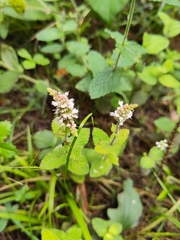 Mentha suaveolens