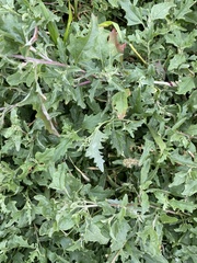 Atriplex tatarica
