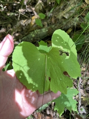 Sanguinaria canadensis