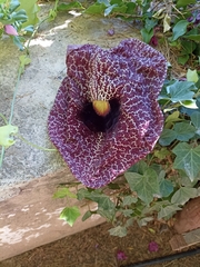 Aristolochia littoralis