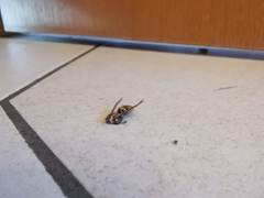 Vespula germanica