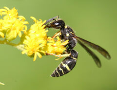 Ancistrocerus adiabatus