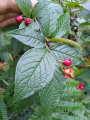 Cotoneaster rehderi