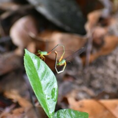 Ceriagrion cerinorubellum