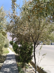 Elaeagnus angustifolia