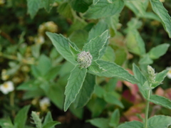 Mentha longifolia