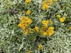 Eriophyllum