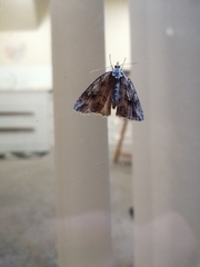 Pseudocoremia rudisata