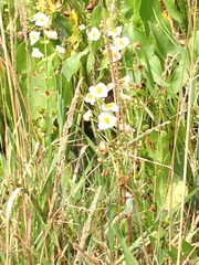 Sagittaria brevirostra