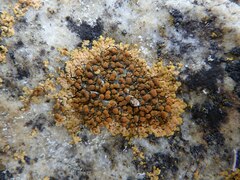 Calogaya clauzadeana