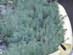 Myriophyllum aquaticum