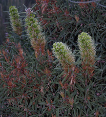 Hakea corymbosa