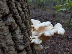 Pleurotus