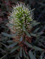 Hakea corymbosa
