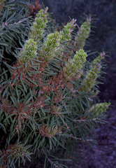 Hakea corymbosa