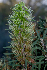 Hakea corymbosa