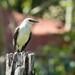 Yucatán Tropical Mockingbird - Photo (c) Joren van Schie, some rights reserved (CC BY-NC), uploaded by Joren van Schie