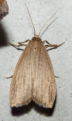 Crambidia pallida