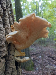 Pleurotus