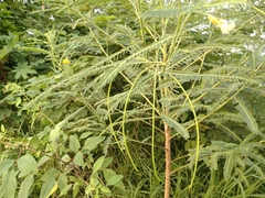Sesbania cannabina