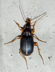 Chlaenius tricolor