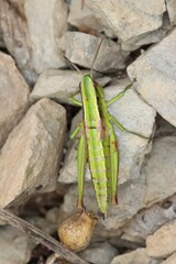Euthystira brachyptera