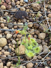 Drosera glanduligera