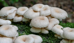 Pleurotus