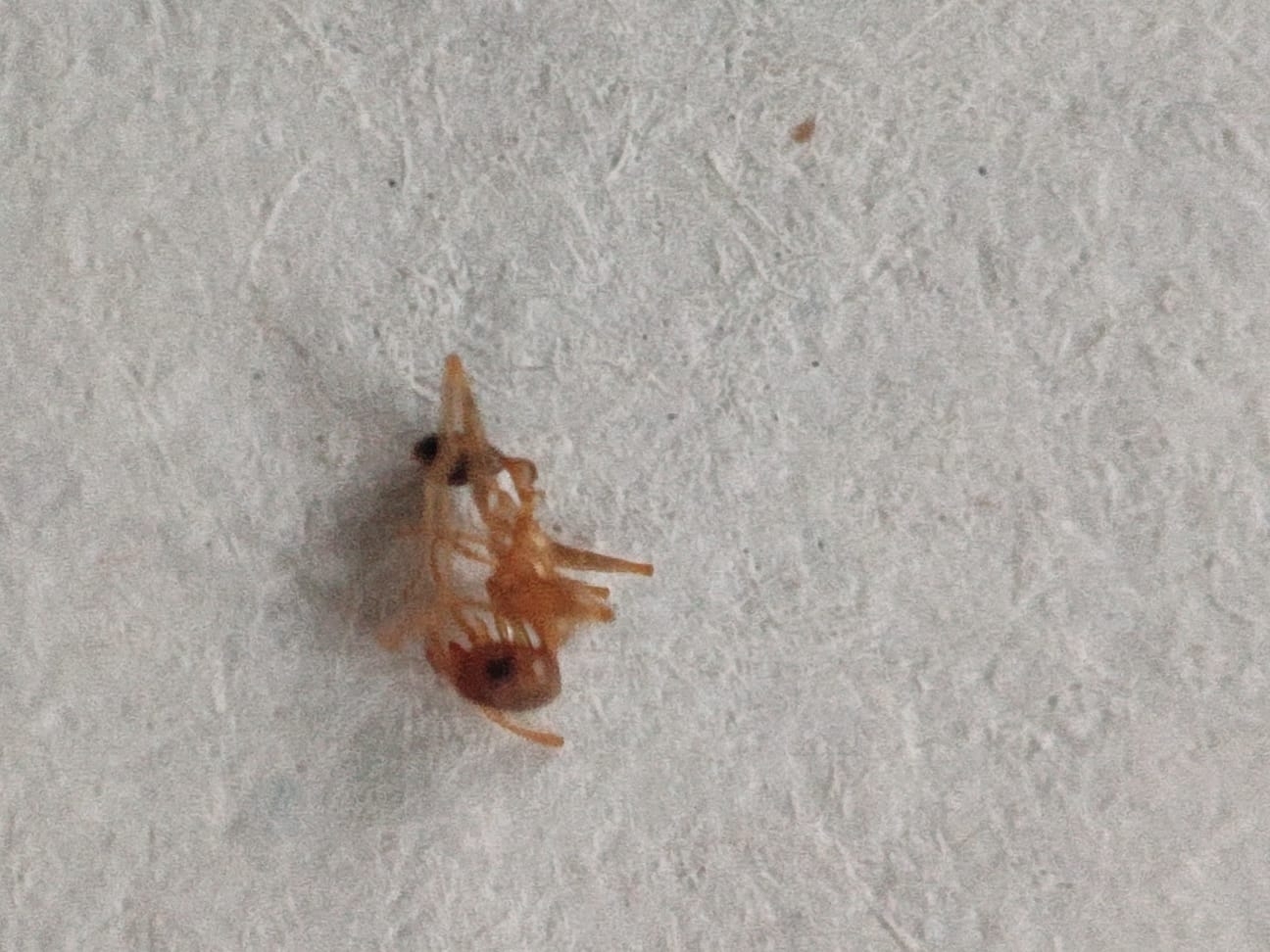 Pheidole grayi