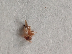 Pheidole grayi