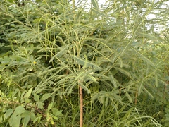 Sesbania cannabina