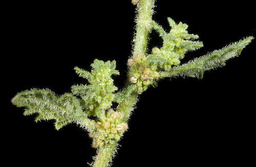 Dysphania pumilio