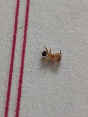 Pheidole grayi