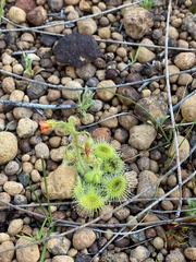 Drosera glanduligera