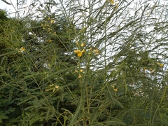 Sesbania cannabina