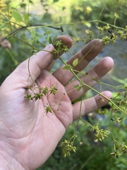 Thalictrum pubescens