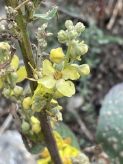 Verbascum lychnitis