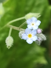 Myosotis arvensis
