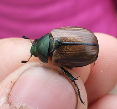 Anomala dubia