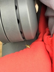 Liocoris tripustulatus