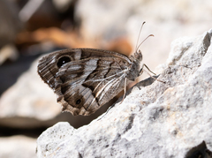 Hipparchia fidia